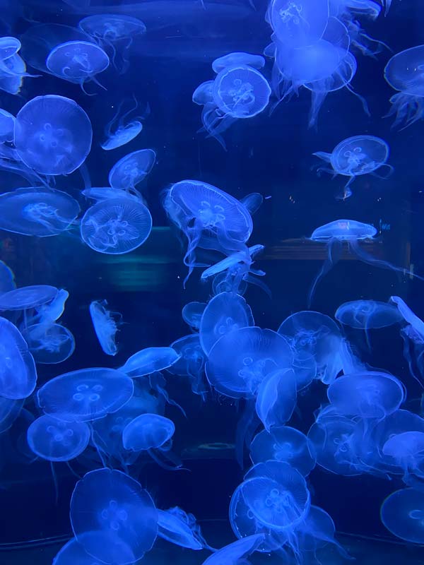 Kira Takei deep ocean
